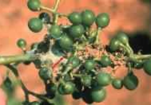 Τυλιγάδι ή Πυραλίδα της αμπέλου