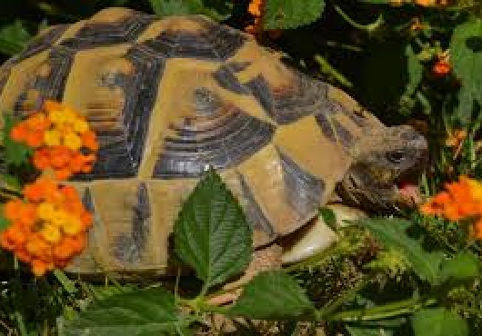 Χελώνες στον κήπο μας