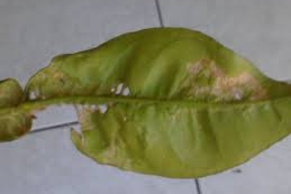 Οι κορυφές της λεμονιάς σας, κιτρινίζουν και ξεραίνονται;