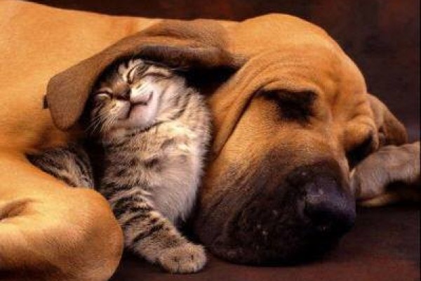 Ο νόμος για τα κατοικίδια: τι πρέπει να γνωρίζουμε