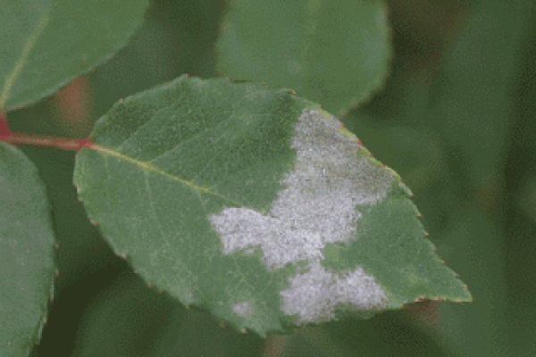 Ωίδιο στα φυτά: πρόληψη και θεραπεία.