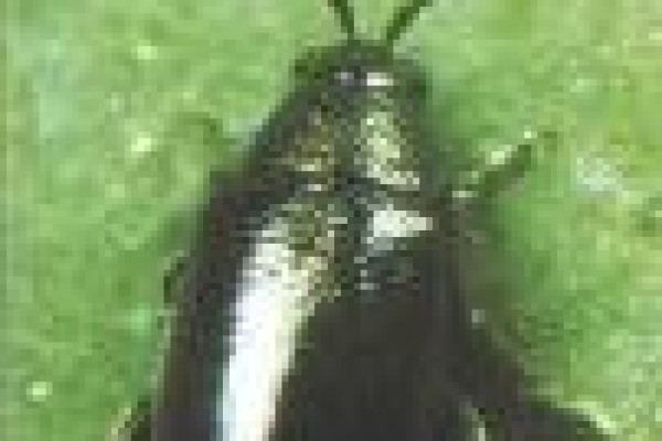 Άλτης ή Ψύλλος