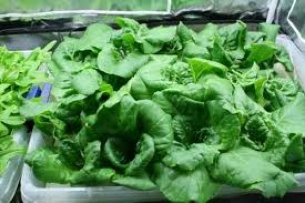 Υδροπονικός κήπος