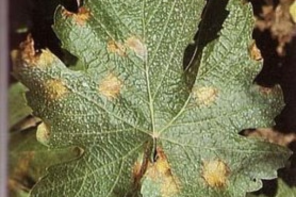 Περονόσπορος της αμπέλου