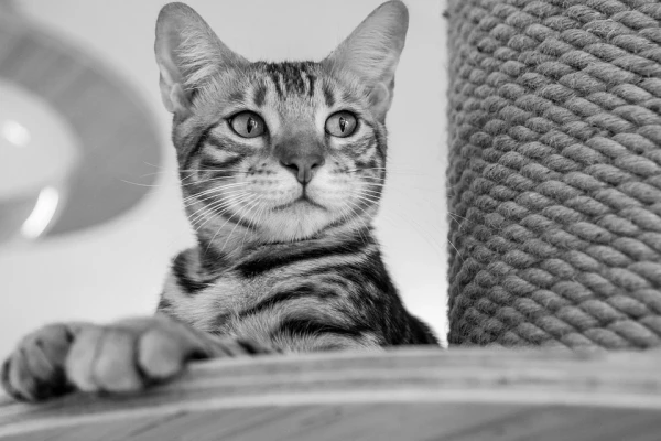 Τι βοήθεια να προσφέρω στα ζώα σε περίπτωση φωτιάς;