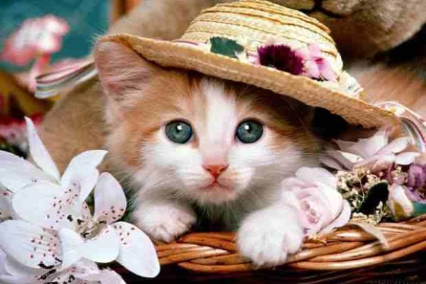 Εντομοαπωθητικά βότανα για... ζώα