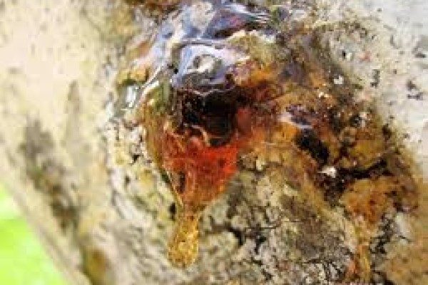 Ροδακινιά: ασθένειες