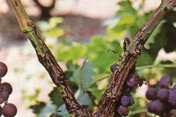 Φόμοψη της αμπέλου