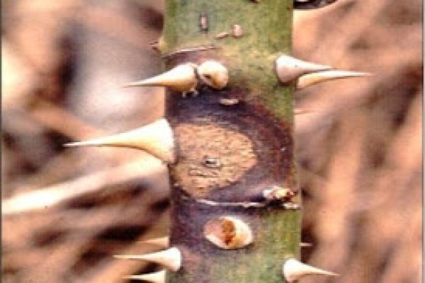 Έλκος κλαδέματος ή εμβολιασμού στις τριανταφυλλιές: φυσική καταπολέμηση