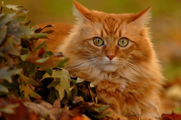 Τί πρέπει να γνωρίζουμε για την υγιεινή της γάτας μας