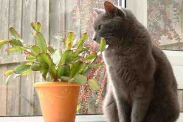 Κήπος και κατοικίδια