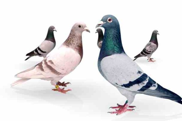 Περιστέρια: έξυπνοι τρόποι για να τα απωθήσουμε.