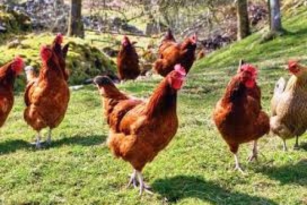 Συμβουλές για τις κότες μας