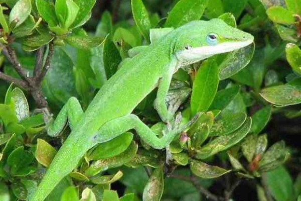 Ερπετά και τα αμφίβια:  πόσο ωφέλιμα είναι