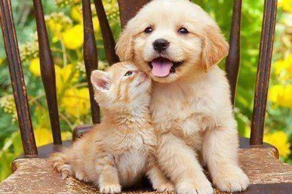 Οι Τετράποδοι Θεραπευτές