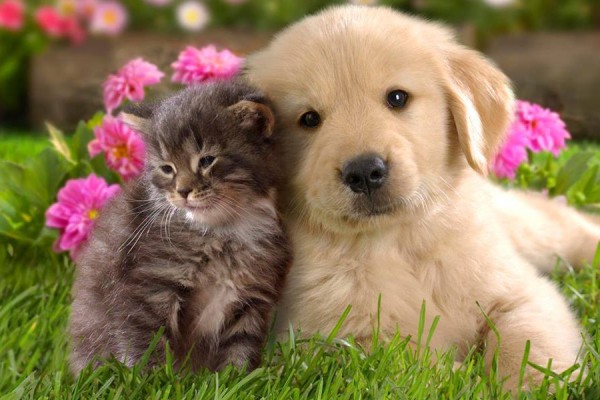 Κατοικίδια στον κήπο μας