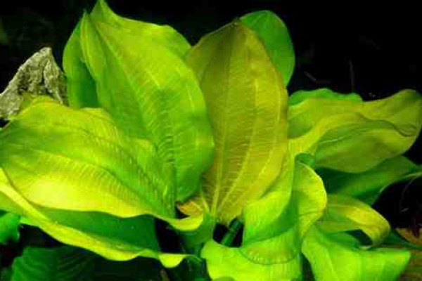 Γυαλιστερά φύλλα στα φυτά σας