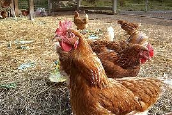 Τι πρέπει να κάνουμε για να γεννούν οι κότες μας το χειμώνα