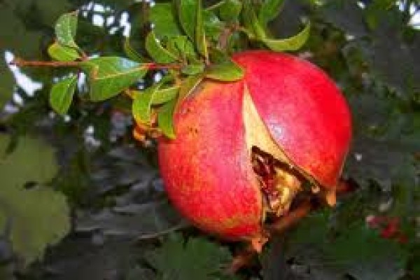 Γιατί σκάνε τα ρόδια