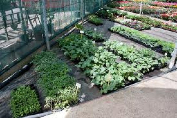 Μεικτός κήπος. Αξίζει να δοκιμάσετε!