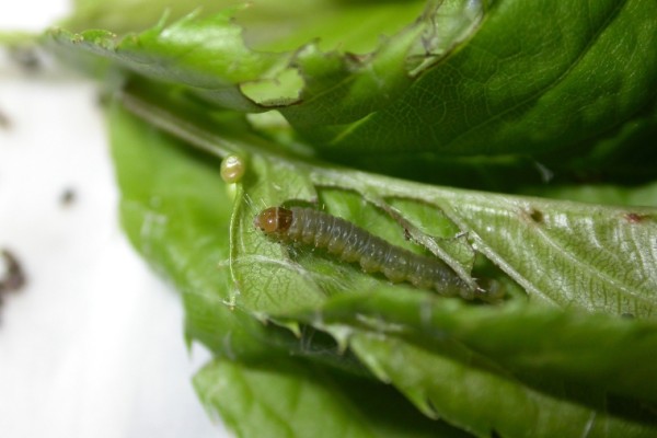 Συνεχείς και επικαλυπτόμενες γενιές του φυλλοδέτη της ροδακινιάς