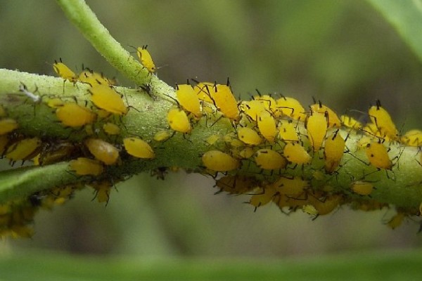 Μελίγκρα: απαλλαγείτε με οικολογικό τρόπο