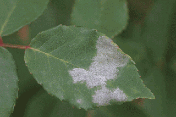 Μάθετε για ωίδιο και θεραπεύστε τα φυτά σας