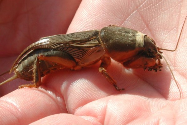 Πως μπορώ να αντιμετωπίσω τον Πρασάγγουρα;