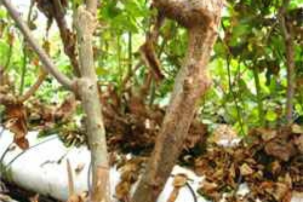 Έλκος κλαδέματος ή εμβολιασμού της τριανταφυλλιάς