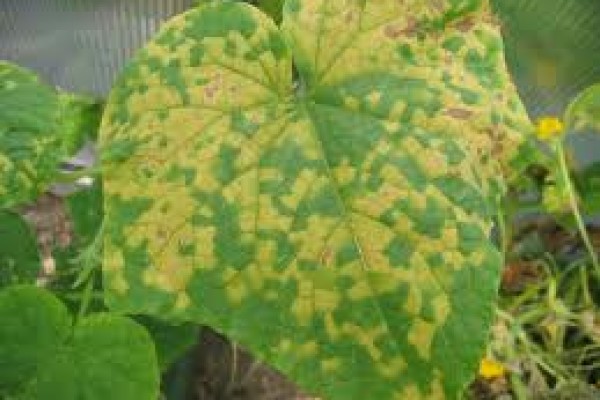 Περονόσπορος κολοκυνθοειδών