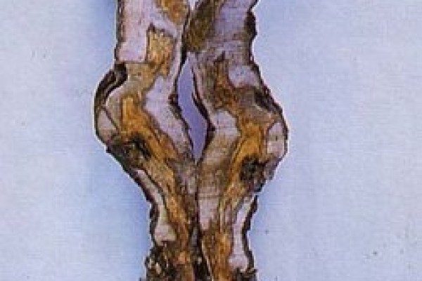 Ίσκα της αμπέλου