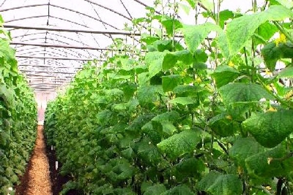 Αντιμετώπιση ζημιών από βοτρύτιδα σε αγγουριές