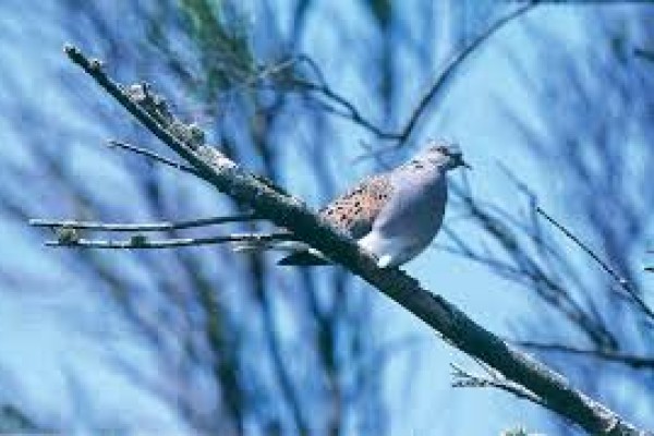 Τρόποι προστασίας των καρπών στα χωράφια από τα πουλιά