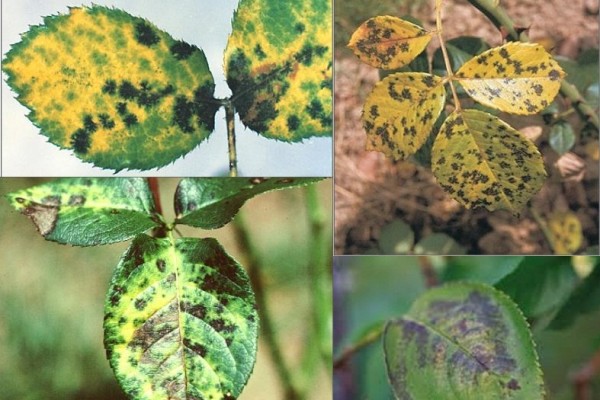 Οι ασθένειες των φύλλων