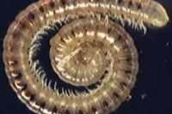 Μπλανίουλος