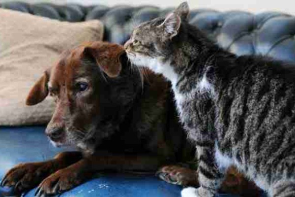 Φυσικές θεραπείες των κατοικιδίων στο σπίτι