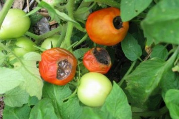 Τομάτα (Ντομάτα) : Ξηρή σήψη, Ξηρή κορυφή, Τάπωμα, Blossom end rot