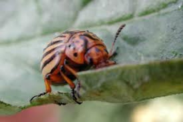 Δορυφόρος στα φυτά μας