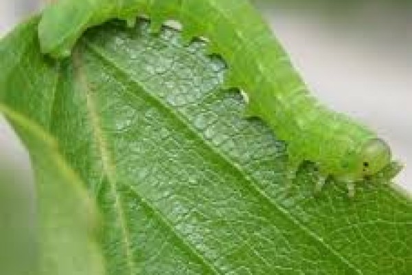 Έντομα: ποιά είναι εχθροί των φυτών και πώς θα τα αντιμετωπίσετε