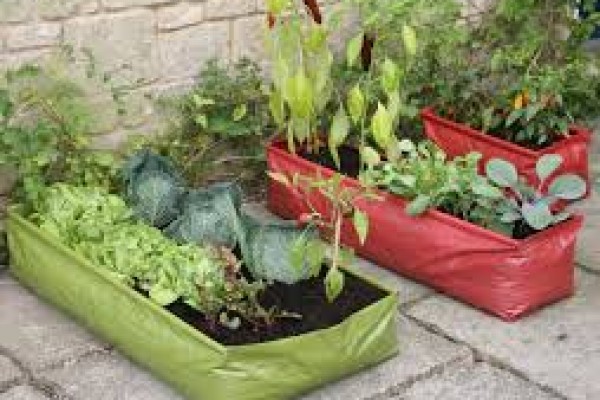 Ποιά φυτά συνδιάζονται στην φύτευσή τους