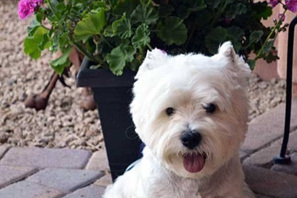 Τα θηλυκά σκυλιά είναι πιο φιλικά