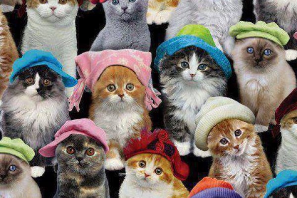 Δεν αρέσουν τα πολλά χάδια στις γάτες