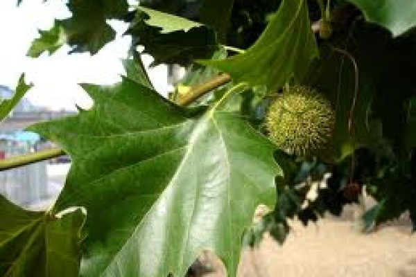 Πλάτανος με μεταχρωματικό έλκος