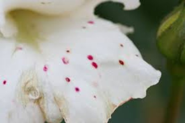 Ο βοτρύτης στη τριανταφυλλιά