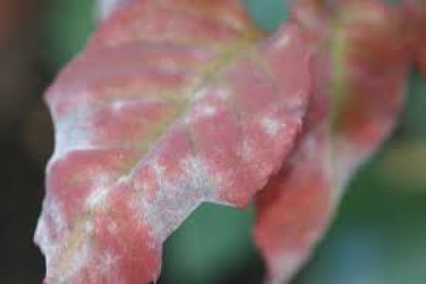 Οι μύκητες των καλλωπιστικών φυτών