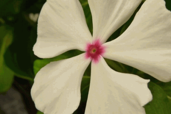 Πως ένα παράσιτο μετατρέπει ένα φυτό σε ζωντανό νεκρό