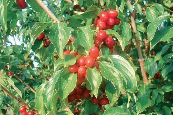 Ποιές καλλιέργειες είναι από τη φύση τους βιολογικές