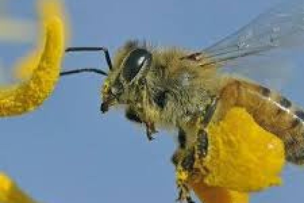 Μέλισσες: αντανάκλαση μιας ανώτερης νοημοσύνης