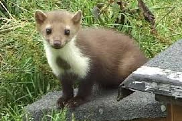 Πετροκούναβο: ένας συγκάτοικος στη στέγη του σπιτιού μας