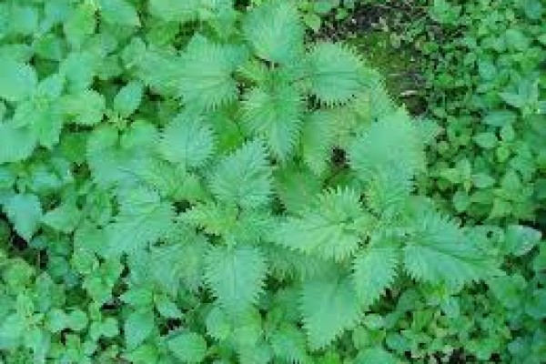 Βιολογικό εντομοαπωθητικό και δυναμωτικό από τσουκνίδα